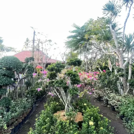 Rental Tanaman 450x450