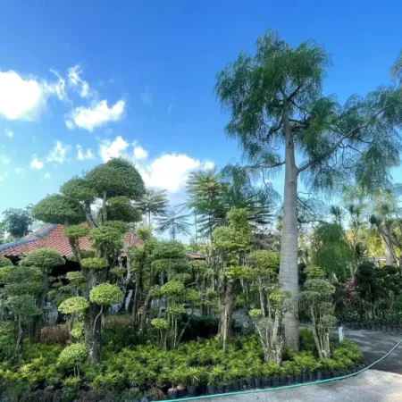 Suplai Tanaman 450x450