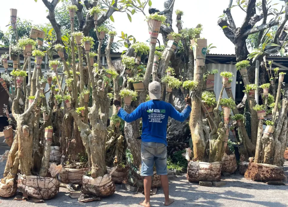 Suplai Tanaman 2 960x690