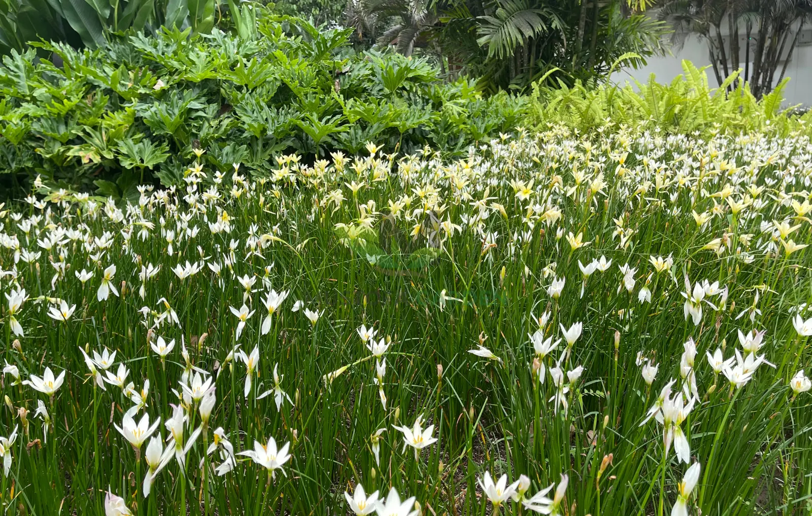 Taman Hotel Manohara Borobudur Taman Hotel Manohara Borobudur - Mustofa Garden (3)